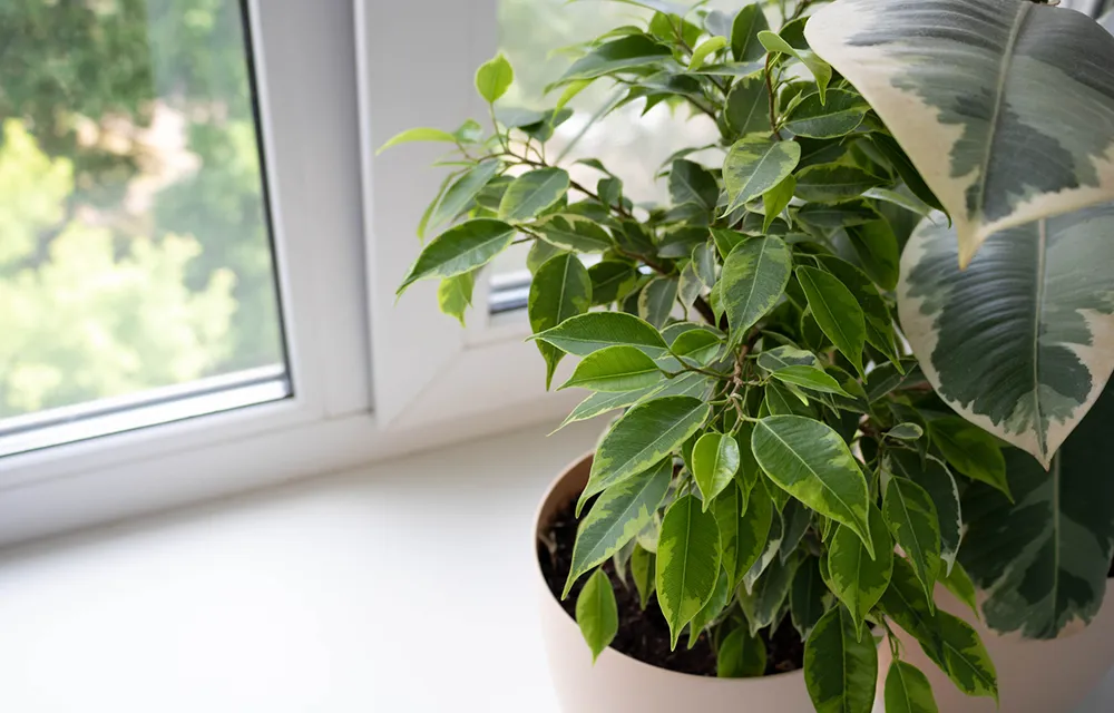 Houseplant on a sunny windowsill, a natural touch that complements Dustin's indoor air quality services in New Egypt, NJ